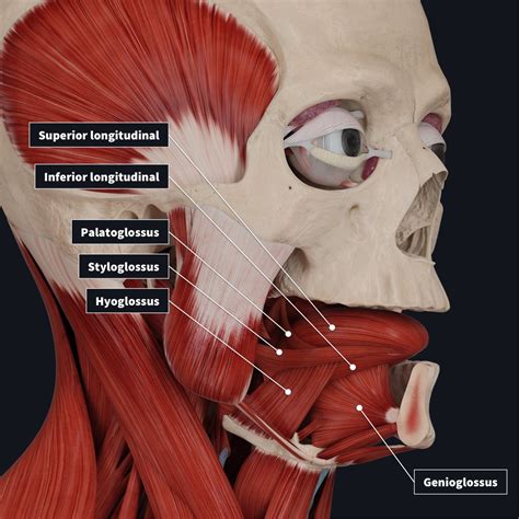 diagram of tongue muscles 